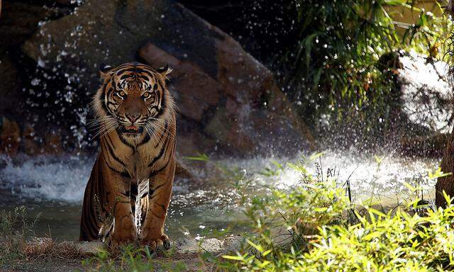 Die Tigerin wurde auch "Königin von Ranthambore" genannt. (Symbolfoto)