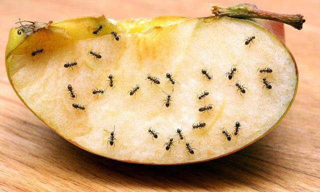 Ameisen auf Apfelstück 