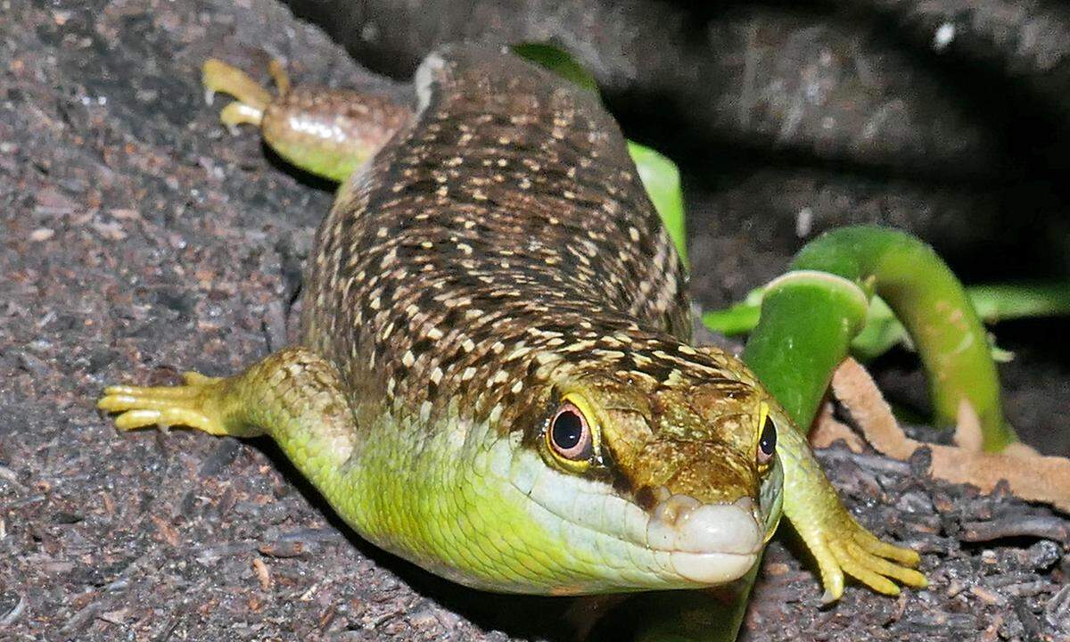 20. August. Seit kurzer Zeit können Besucher des Haus des Meeres in Wien ein Baumskink-Pärchen betrachten. Die olivfarbenen Echsen leben laut einer Aussendung des Aqua Terra Zoos ausschließlich auf den Bäumen Südostasiens und kommen nur auf den Boden, um ihre Eier abzulegen oder wenn sich ihnen keine andere Möglichkeit bietet, den Baum zu wechseln. Die Neuzugänge teilen sich ihr Gehege im 7. Stock mit einer grünen Baumpyhton. Fürchten müssen sie sich aber nicht vor ihr - sie stehen nicht auf dem Speiseplan der Schlange. Somit kann sich das Baumskink-Pärchen in Ruhe um die Fortpflanzung kümmern. Miteinander "turteln" würden sie bereits, berichtete das Haus des Meeres.