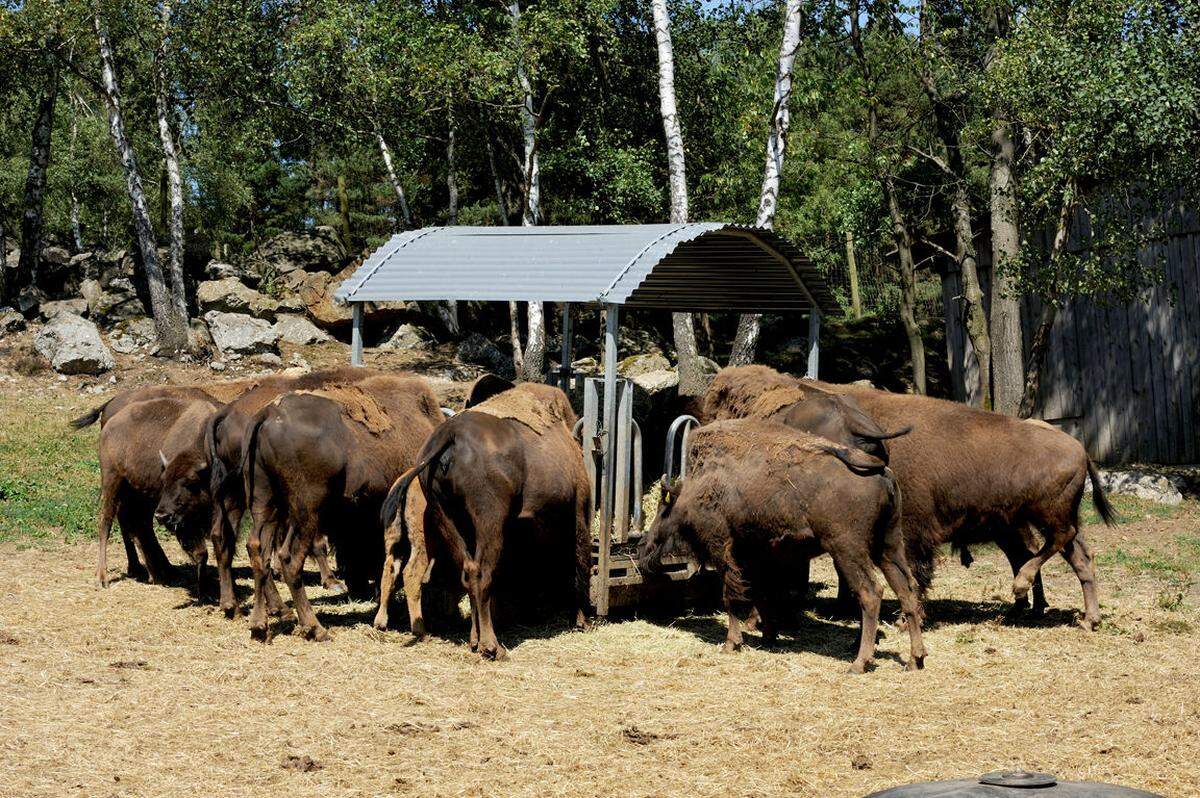 Das Risiko, dass ein Bison aber über einen Zaun hechtet, ist vernachlässigbar, dazu müsste es nämlich kein Futter mehr finden, und davon gibt es bei Familie Baumgartner genug. Die Weide wird ständig erweitert und alle zwei Tage bekommen die Tiere zusätzliches Futter.