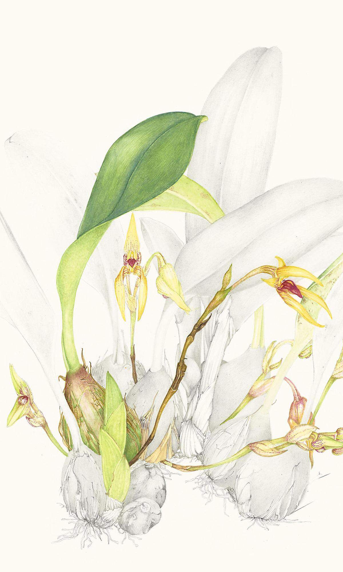 Die Untersuchung von Orchideen der Gattung Bulbophyllum ist ein Schwerpunkt am Botanischen Garten der Uni Wien - er verfügt über eine der weltweit größten Sammlungen.