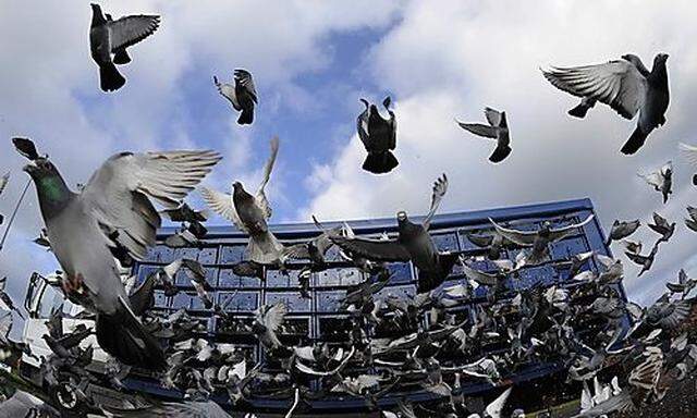 In Tierschützerkreisen sorgt das Verkochen einer Taube in Italien für Aufregung