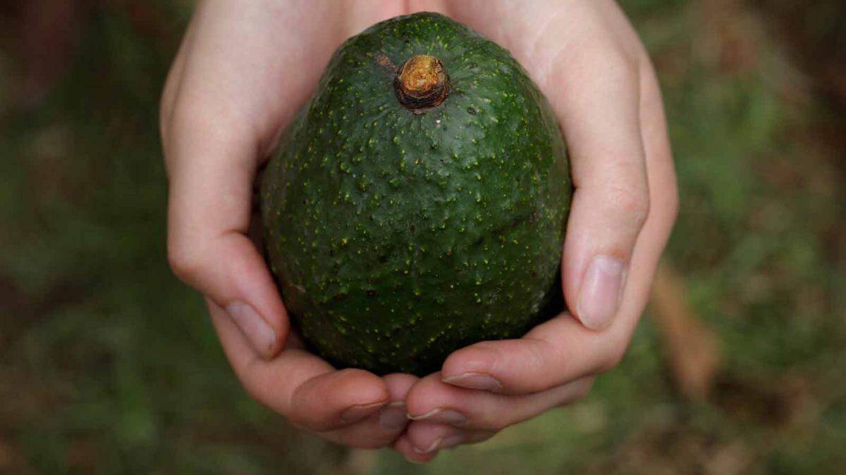 Die kalorienreiche Avocado liegt ebenfalls im Trend. Und das schmeckt vor allem der Umwelt nicht. Der Boom der Butterfrucht führt im größten Anbauland Mexiko Umweltschützern zufolge zur illegalen Abholzung von Wäldern. "Pro Jahr werden 1500 bis 4000 Hektar Wald gerodet, um Platz für Avocado-Felder zu schaffen", sagt Jaime Navia von der mexikanischen Organisation Gira. 