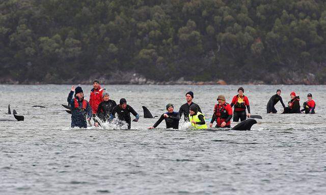 Rettungsversuch für Wale. 