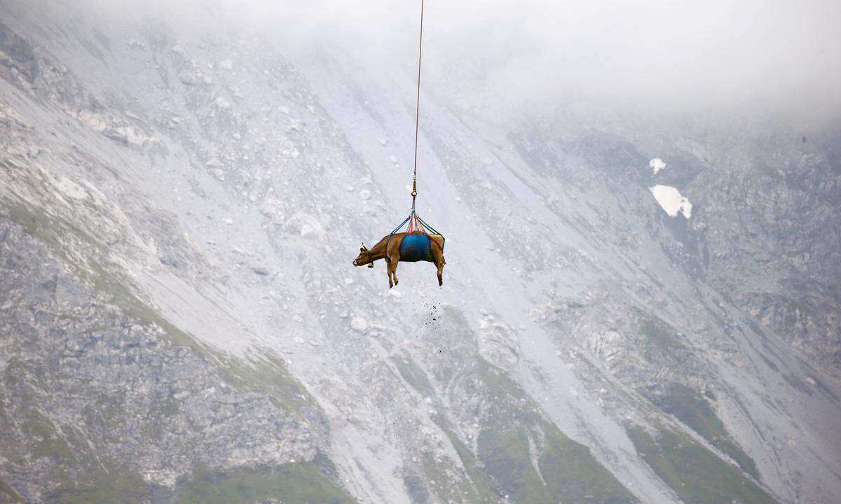 27. August. Der Sommer ist vorbei, nun geht es für diese Kuh von den alpinen Weiden wieder zurück in die Schweizer Täler - und das recht ungewöhnlich per Helikopter.