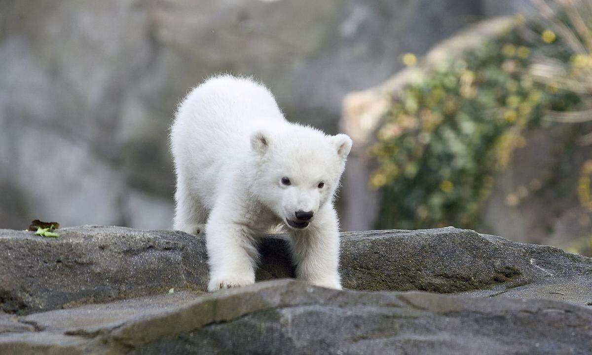 Eines steht aber jetzt schon fest: Das Eisbären-Mädchen bekommt einen prominenten Paten. Bürgermeister Michael Ludwig wird am 2. März die Patenschaft übernehmen.