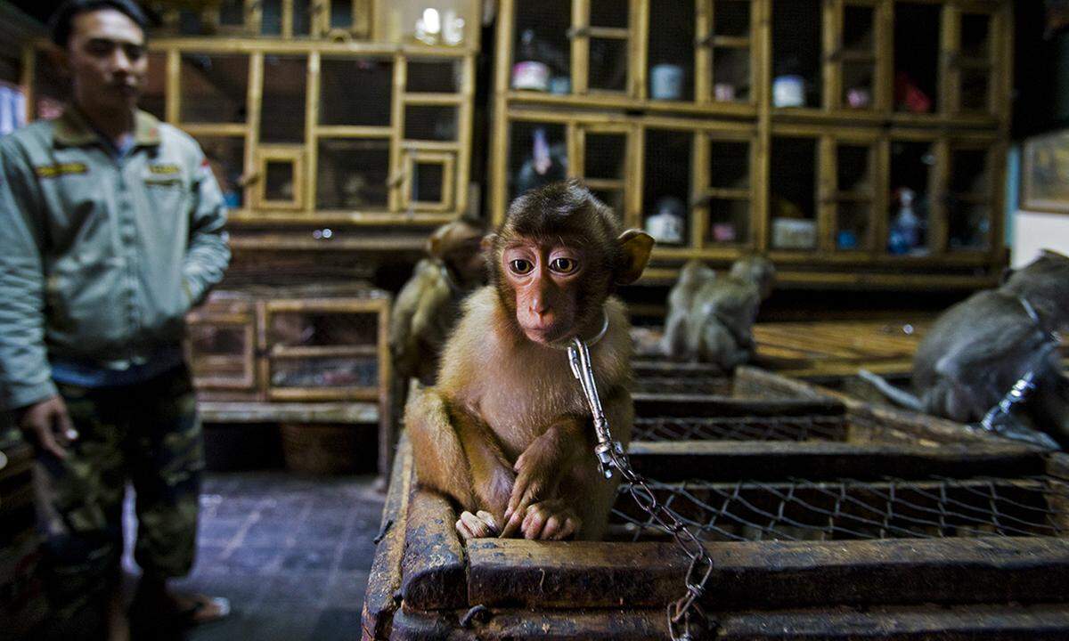 Ein junger Makaken-Affe wird zu Shows auf einem Vogelmarkt in Bali gezwungen. Der Lebensraum der ansonsten energievollen Affenart wird immer weiter zurückgedrängt, viele Artgenossen getötet oder verkauft. Fotograf Paul Hilton täuschte dem Händler vor, Kaufinteresse zu haben, und konnte so dieses Bild vom angeketteten Jungaffen machen.