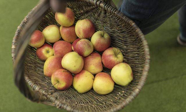 Der Apfel, ein Urprodukt.