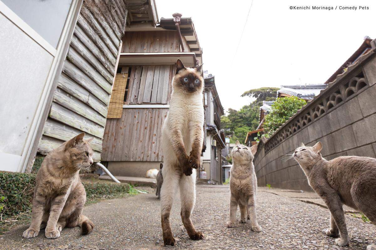 <strong>Football free kick. </strong> In Japan wartet eine Katze auf ihren Freistoß. 