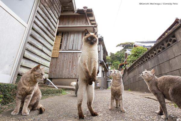 <strong>Football free kick. </strong> In Japan wartet eine Katze auf ihren Freistoß. 