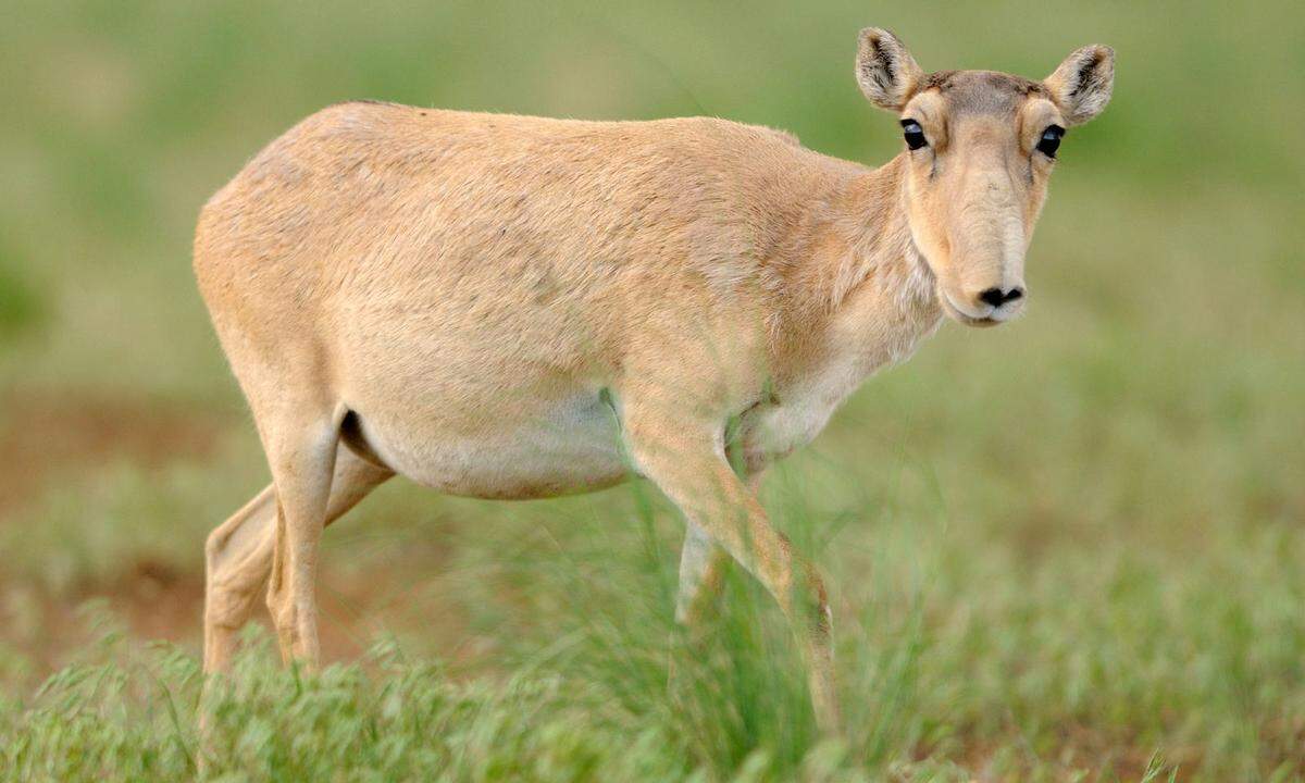 Weitere bedrohliche Entwicklungen traten im Jahr 2018 in Zusammenhang mit der mongolischen Saiga-Antilope ...