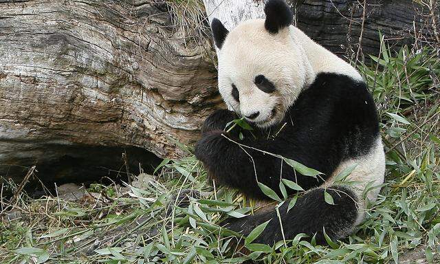 ARCHIVBILD: PANDA LONG HUI