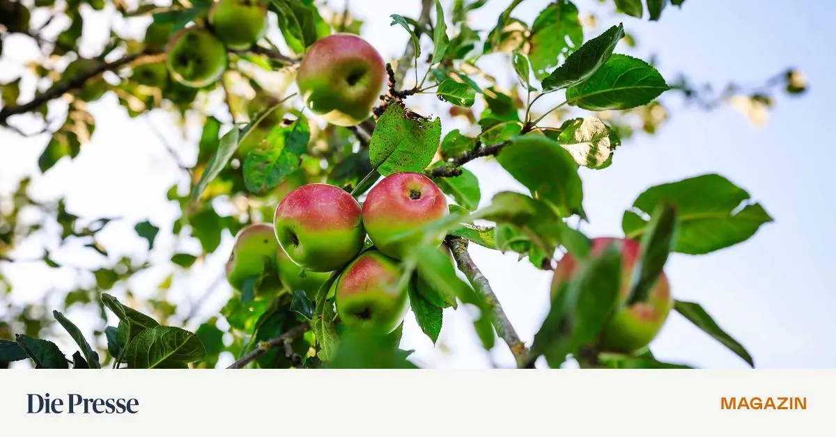 Erntedank-Wie-es-um-die-heimischen-pfel-steht-premium-