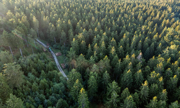 Fichten in Monokultur