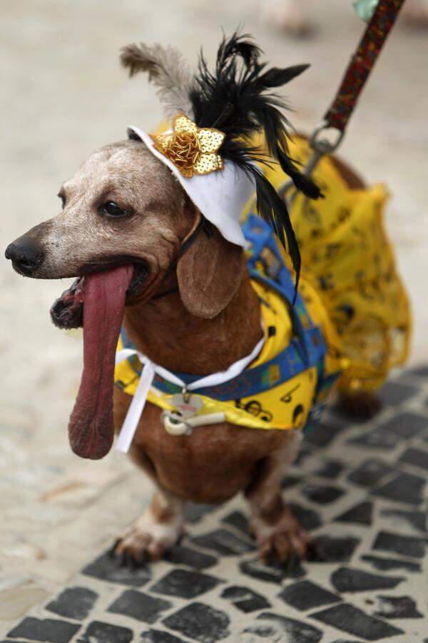 Womit wir bei unserer Tour d'Horizon am Mekka des Karnevals angelangt sind: Rio de Janeiro. Hier feiern sogar die Tiere Karneval, bzw. deren Besitzer lassen den Karneval feiern. Dem Dackel hängt der Fasching schon zum Hals heraus. Bilder von den Shows der Sambaschulen