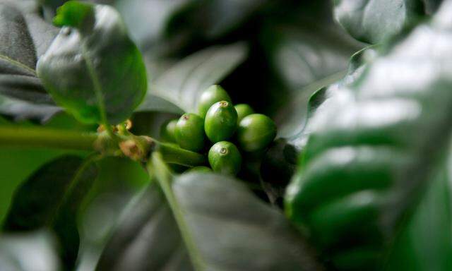 DMC gehört zu den natürlichen Polyphenolen, die etwa auch in Kaffee enthalten sind.