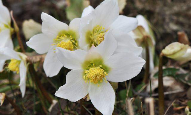 Die Schneerosen sind die ersten Blüten des Jahres, in warmen Wintern blühen sie schon im Dezember. 