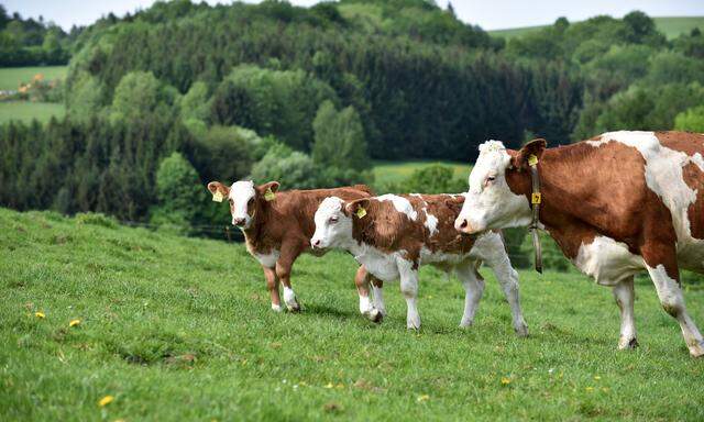 Kühe kamen mit den ersten Bauern nach Europa.