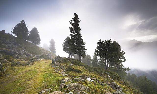 Overgrown trail on alpine mountain pasture, Juifenalm, in the back pines (Pinus cembra), mountain forest in fog, Sellraintal, Tyrol, Austria