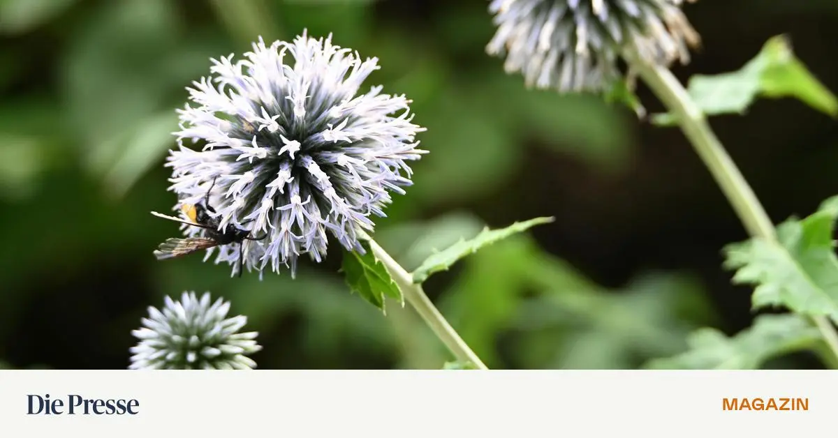 kugeldistel-die-wilde-f-r-das-karge-premium