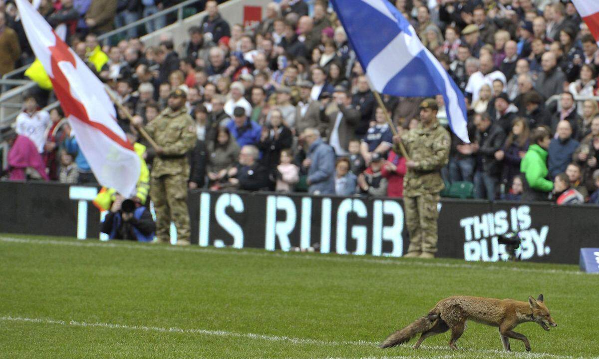 Für Rugby konnte sich dieser Fuchs in England begeistern.