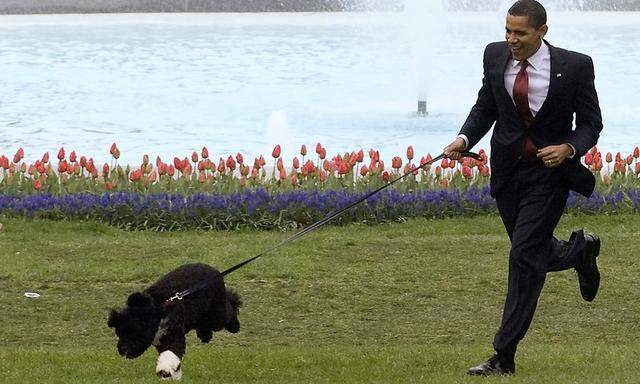 Archivbild aus dem Jahr 2009: Obama, damals noch Neo-Präsident, mit ''Bo'', damals noch ein Welpen.