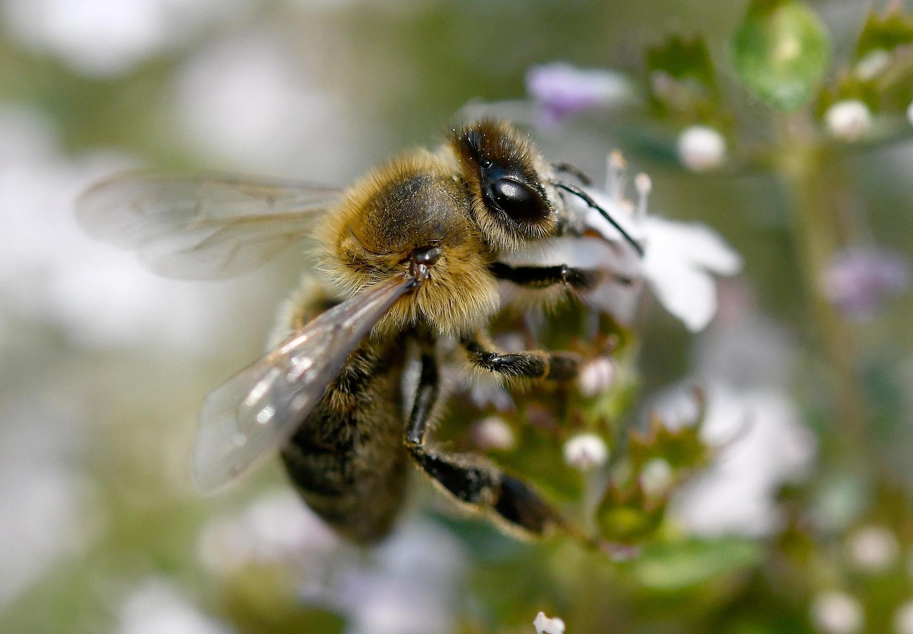 Bees, butterflies face doubled risks