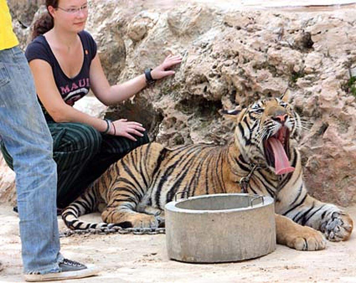 Einem Tiger Aug in Aug gegenüber treten, ihn berühren und streicheln: Jeden Tag wandern Hunderte in das kleine thailändische Dorf Sai Yok in den dortigen Tempel der Tiger.