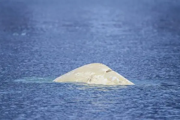 Are the sea creatures getting warm too? Beluga whale surfacing near Svalbard. 