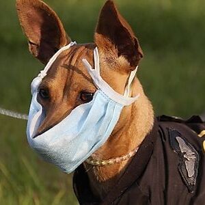 Symbolbild: Wachhund