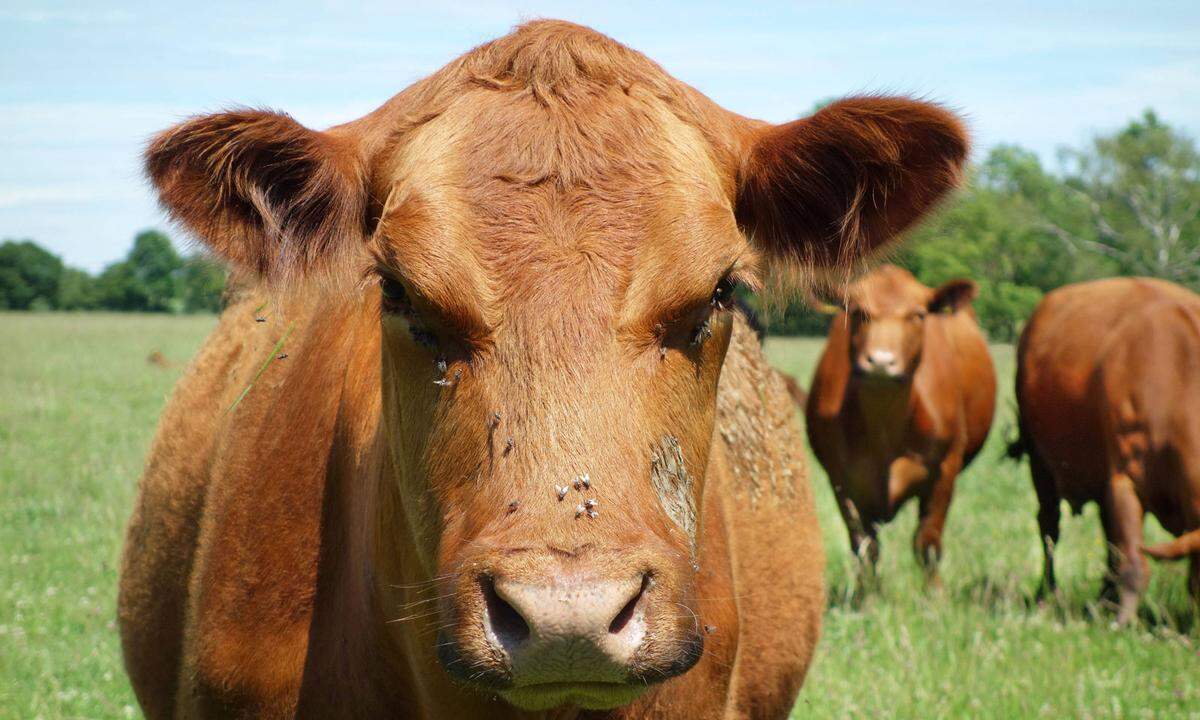 Diese meist schwarze, bullige Rasse ist hierzulande vor allem für das Fleisch, allen voran die Steaks, bekannt. Im Vergleich zum Dexter kommt sie bei uns auch häufig vor. Die ZAR zählt in Österreich rund 12.200 Tiere. Die Rasse stammt ursprünglich aus dem Nordosten Schottlands, von den Grafschaften Aberdeen und Angus, woher sie auch ihren Namen hat.