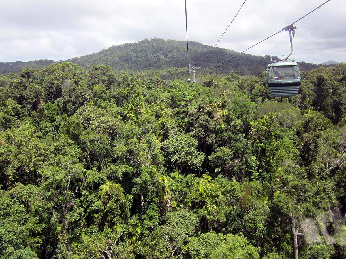 Von Kuranda fährt seit 1995 der Skyrail Rainforest Cableway, eine knapp 8 Kilometer lange Seilbahn in Teilstücken über den Regenwald. Die Gondeln sind oft nur knapp über den höchsten Wipfeln …