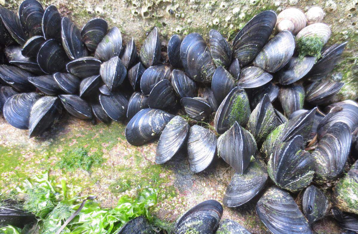 Muscheln im Freihafen Porto di Trieste, dem größten Seehafen der nördlichen Adria, jedoch solche, ...