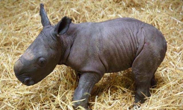 Das erste Nashornbaby im Augsburger Zoo "Kibo" wurde mit der Flasche groß gezogen