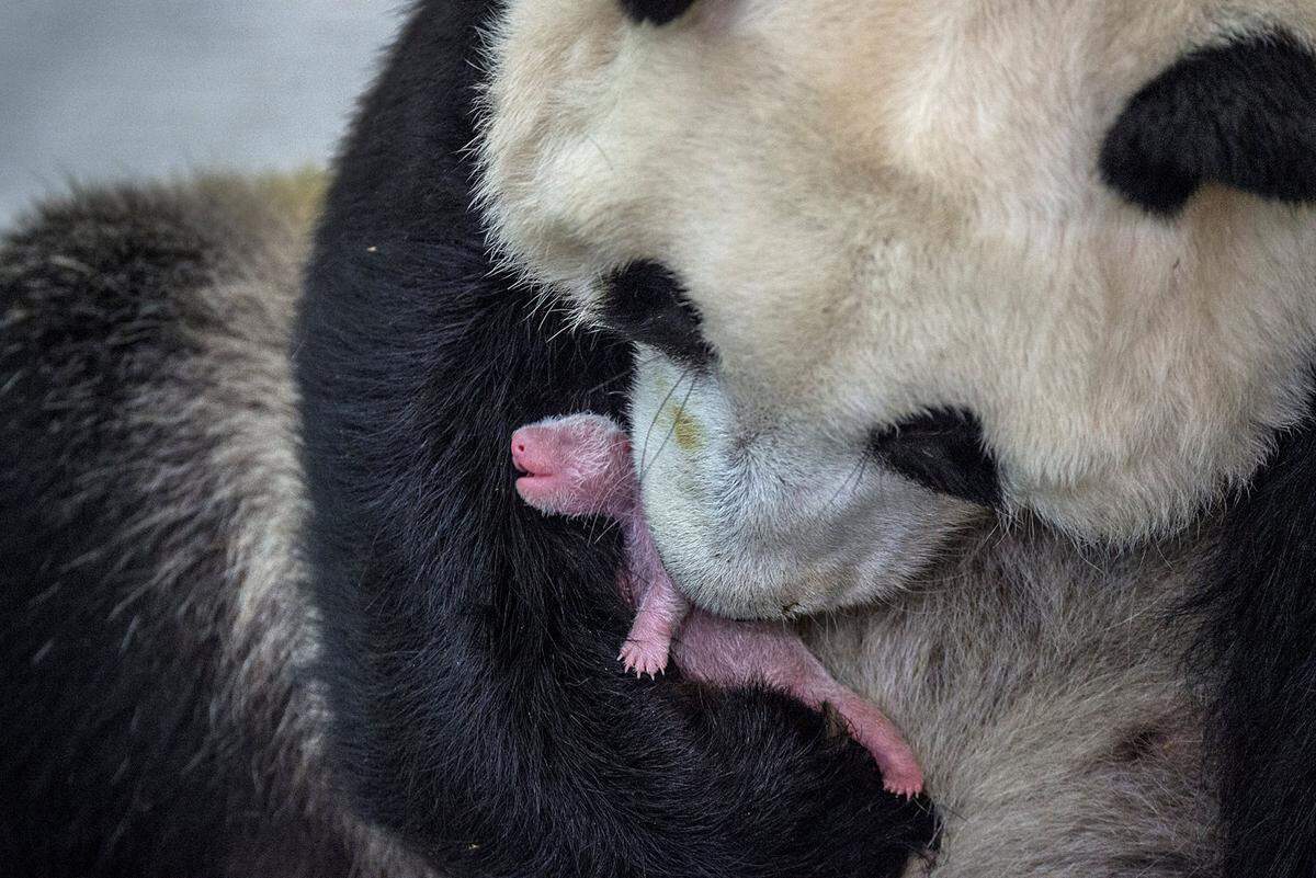 Ami Vitale machte für das "National Geographic Magazine" die Serie "Pandas Gone Wild". Dieses Bild zeigt Min Min mit ihrem neugeborenen Panda-Mädchen. Die Geburt dauerte drei Tage und Nächte. Die Tierärzte rechneten bereits mit einer Totgeburt, aber das Jungtier kam gesund auf die Welt. Für Min Min war es ihr erstes Baby. 