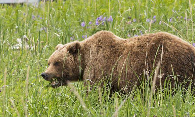 Archivbild: Ein Braunbär, aufgenommenin Alaska