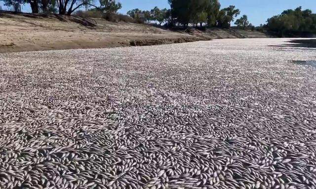 Massives Fischsterben im Darling River 
