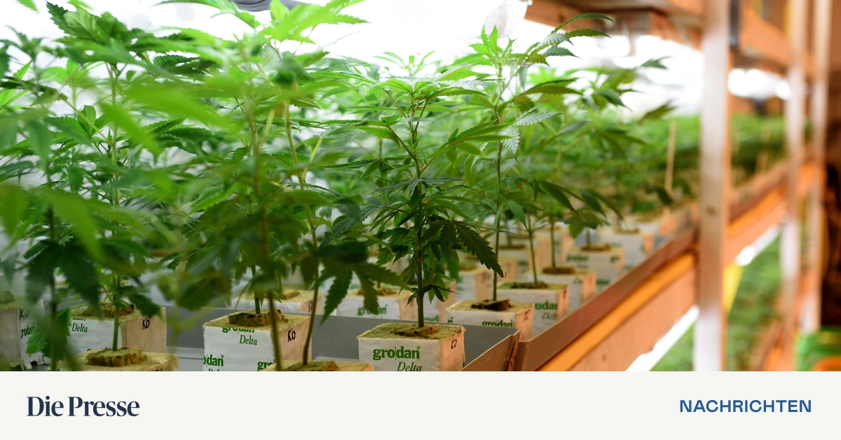 -K-nnte-mehr-schaden-als-n-tzen-Cannabis-zeigt-kaum-Nutzen-bei-psychischen-Leiden