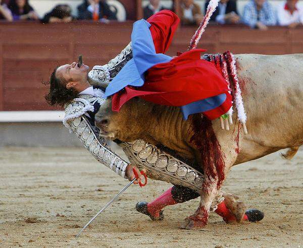Gustavo Cuevas, Spain, EFE, EPA Ein Stier durchbohrte im Mai den Unterkiefer des spanischen Matadors Julio Aparicio in Madrids Stierkampfarena. Der 41-jährige Mann überlebte.