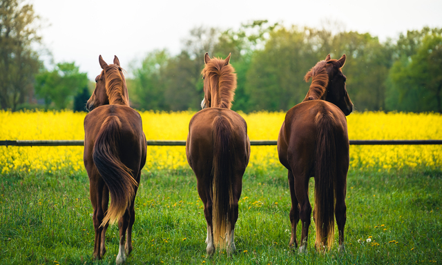 Auch bisher als brav geltende Pferde können plötzlich ausschweifende Probleme machen.
