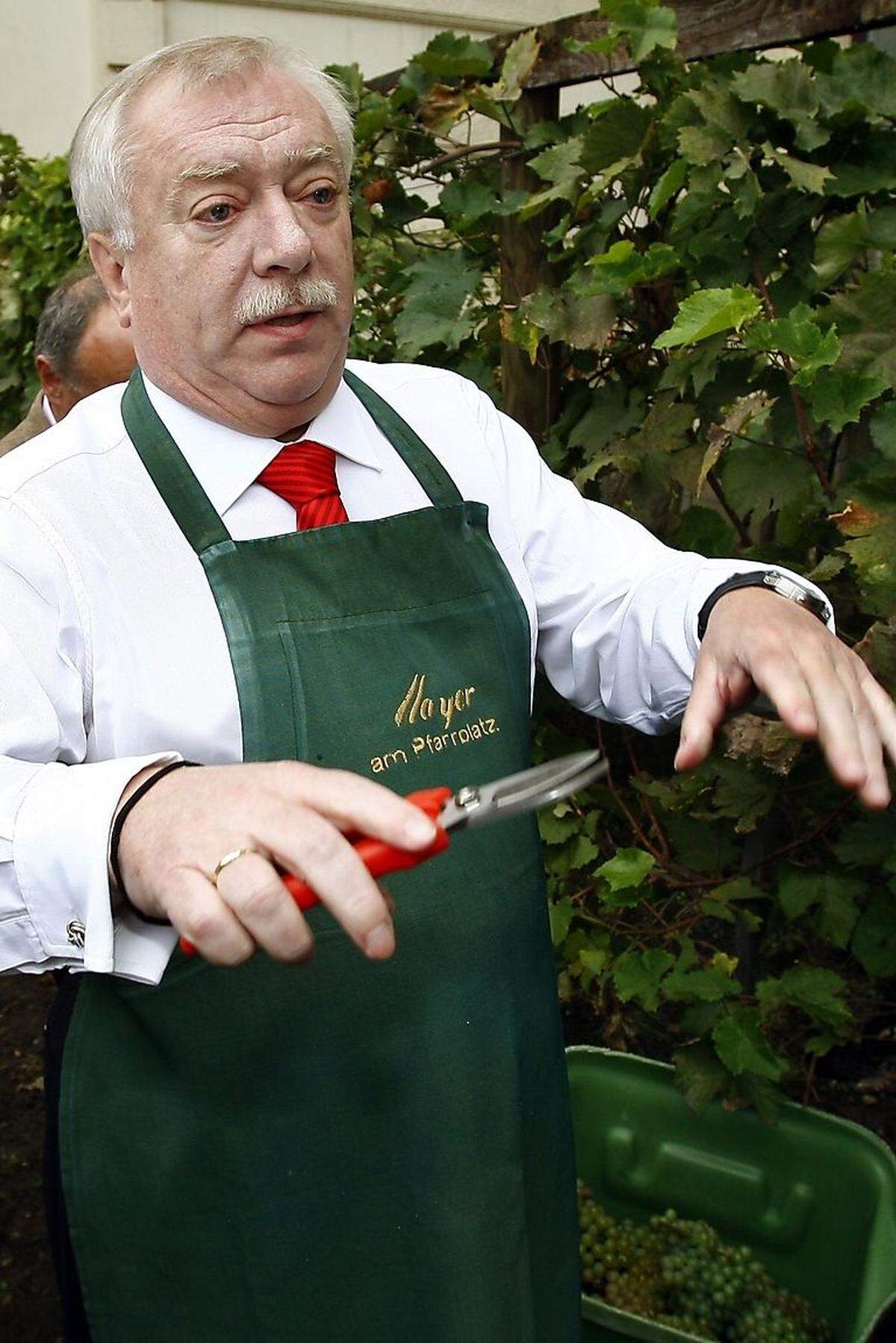 ''Ich bin ein lockerer Bursche.''Häupl im Jahr 2008, noch mit der absoluten Mandatsmehrheit ausgestattet.Bild: Häupl im Oktober 2008, bei der Weinlese in Wiens kleinstem Weingarten am Schwarzenbergplatz.