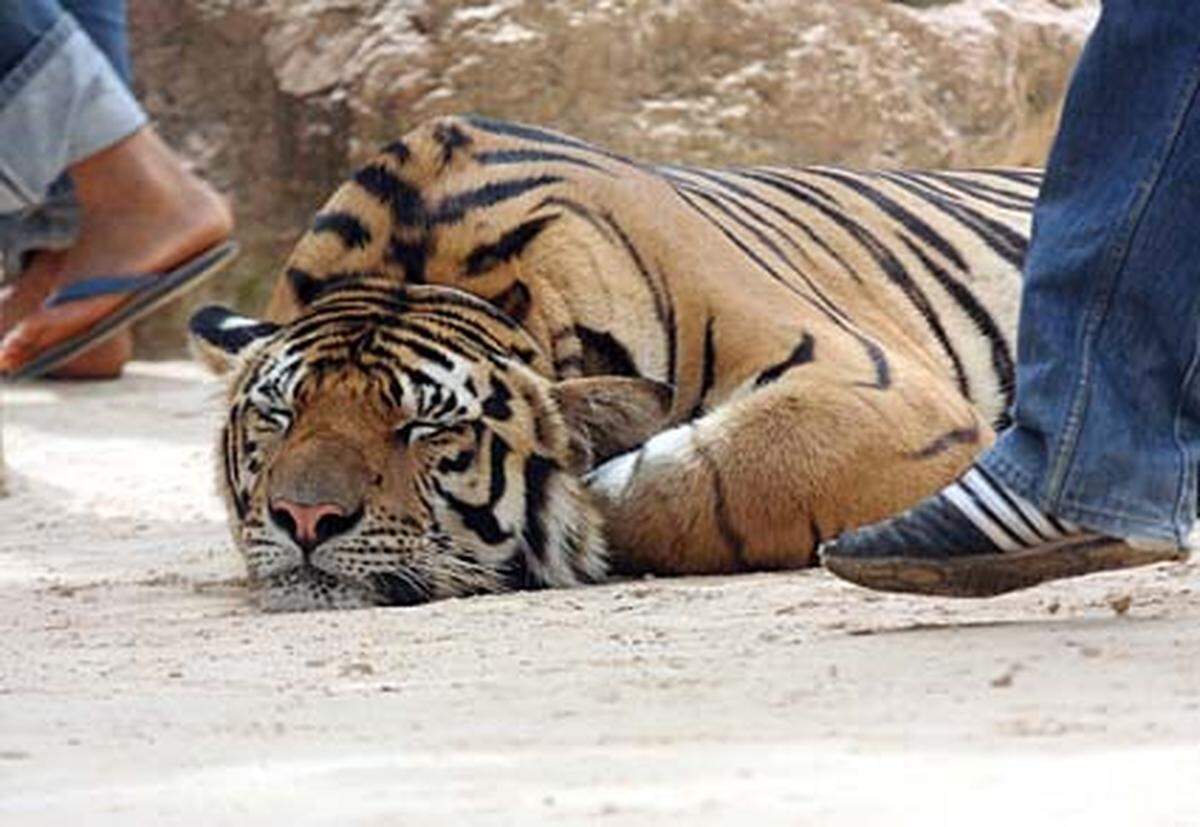 Nach Ansicht der Tierschützer werden die Tiger nur dazu benutzt, um möglichst viele Touristen anzulocken.