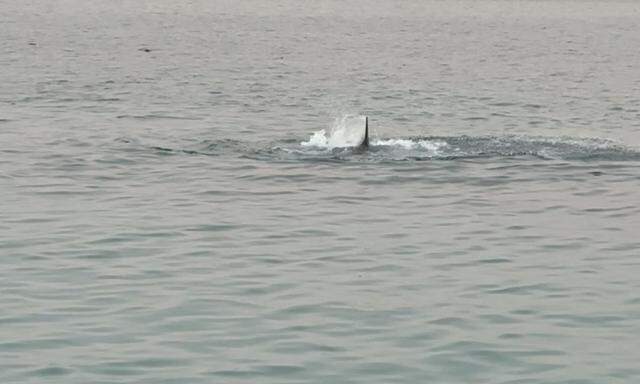 Dieses Bild soll den Hai in Hurghada zeigen.