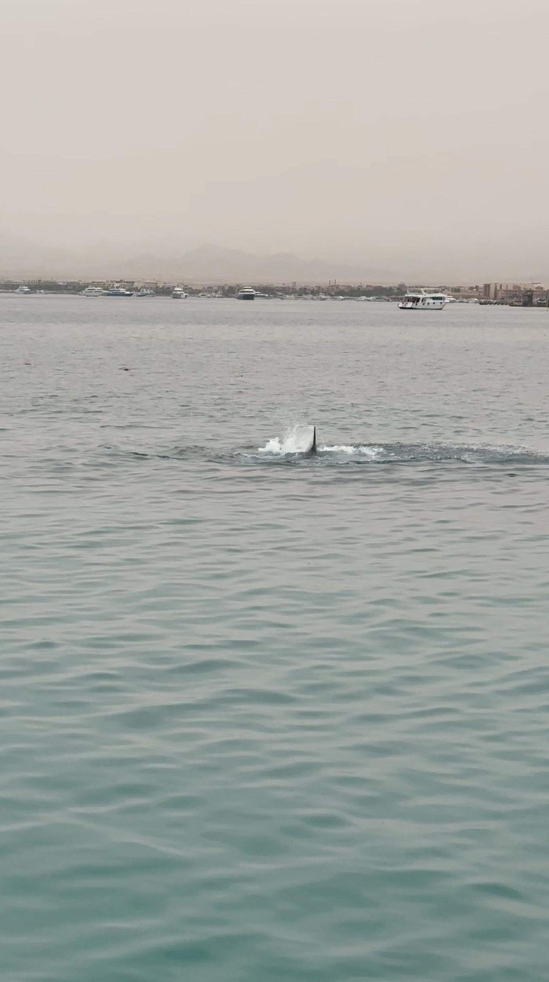 Mann in ägyptischem Badeort Hurghada von Hai getötet