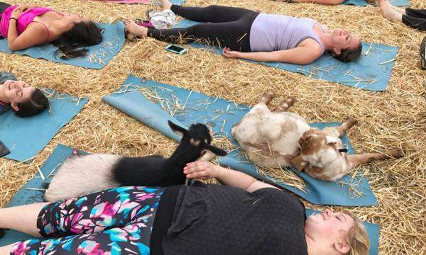 Lainey Morse, der Besitzerin der No Regrets Farm in Oregon, hat Ziegen-Yoga erfunden. Hier kann man in Yoga-Klassen mit Ziegen seine innere Mitte finden. Und tatsächlich ist der Spaßtrend auch schon in Österreich gelandet. In Hölles im Bezirk Wiener Neustadt-Land, wird dieser tierische Trend nun auch angeboten.