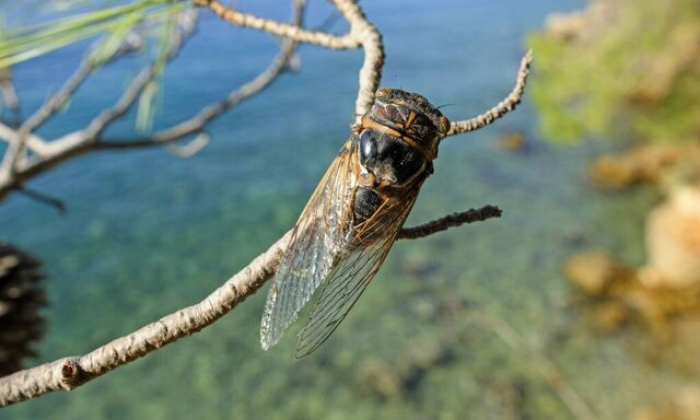Grosse Zikade Singzikade Sing Zikade Lyristes plebejus Lyristes plebeius Tibicen plebejus Tibi