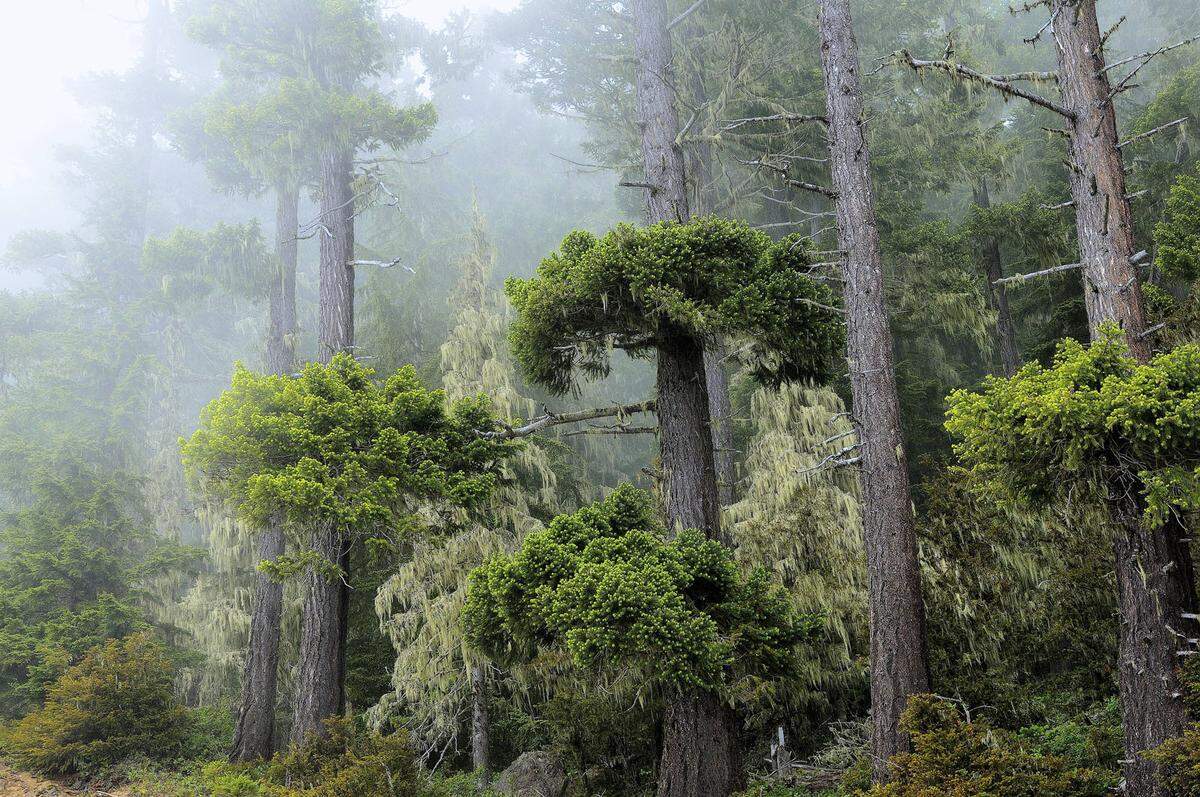 Die pelzigen Ewoks in Episode VI sind unter den Star Wars-Fans umstritten. Der Waldmond Endor war jedoch ein beeindruckender Schauplatz. Finden kann man ihn in Kalifornien, im Redwood-Nationalpark, wo die Szenen gedreht wurden.