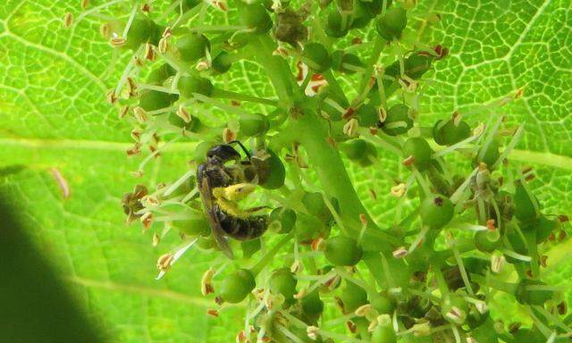 Wildbienen sind wichtige Bestäuber für Wild- und Kulturpflanzen, Weingärten dezimieren ihre Zahl aber erheblich.