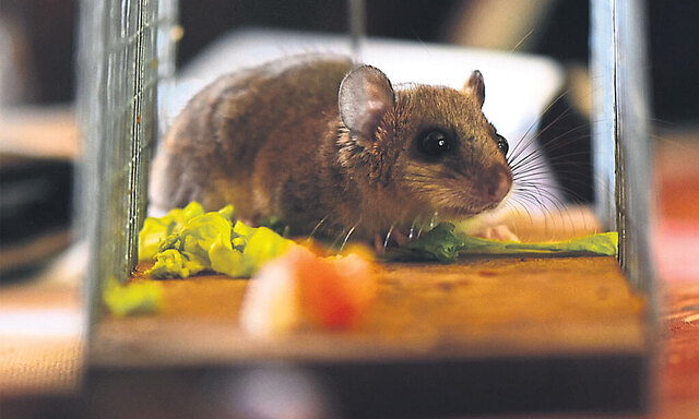 Entzückend, aber ganz schön laut.