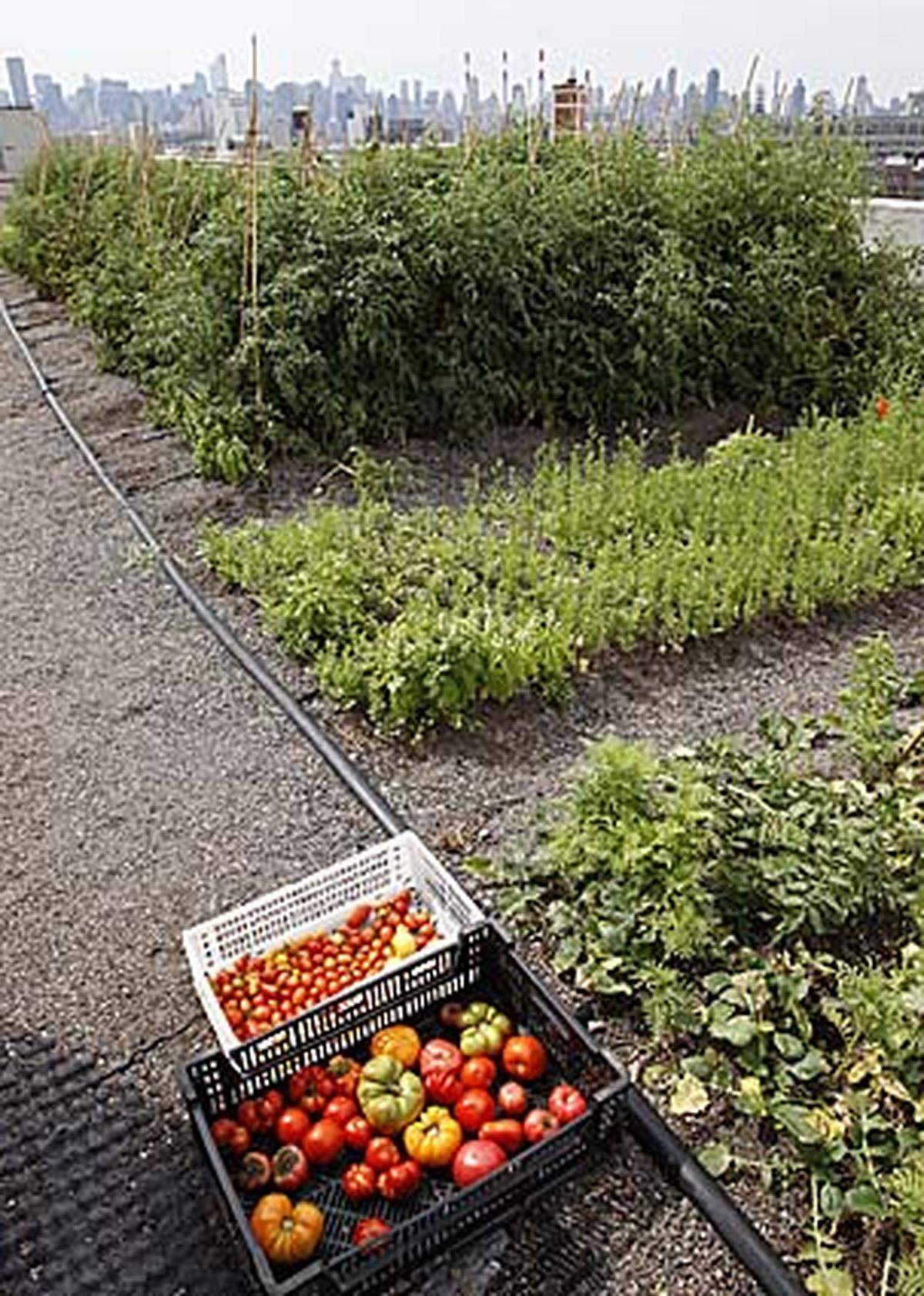 Die 4000 Quadratmeter große Farm hat nach eigenen Angaben hunderttausende Pflanzen angebaut, vor allem Tomaten (40 Sorten), Salate, Kräuter, Bohnen, Karotten und anderes Gemüse.